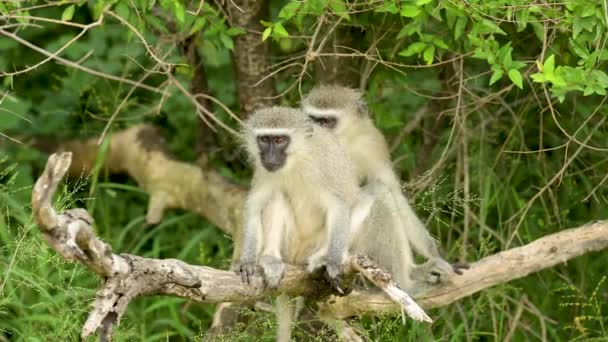 Scimmia Verde Nel Parco Nazionale Hluhluwe Riserva Naturale Sud Africa — Video Stock