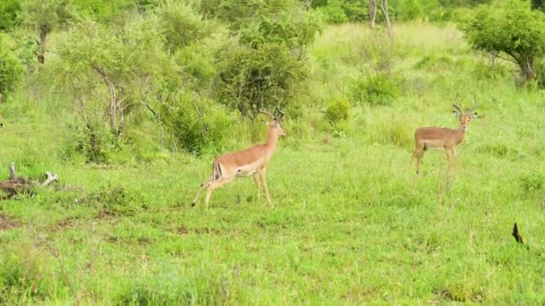 Impalas Nella Riserva Naturale Hluhluwe National Park Sud Africa — Video Stock
