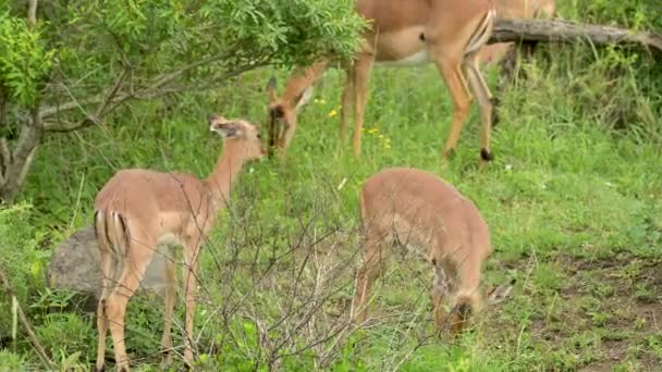 Impalas Nella Riserva Naturale Hluhluwe National Park Sud Africa — Video Stock