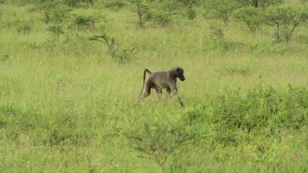 Babian Naturreservatet Hluhluwe Nationalpark Sydafrika — Stockvideo