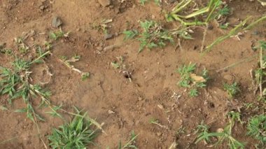 Termitler Hluhluwe Ulusal Parkı 'nda yiyecek topluyor Güney Afrika Doğa Koruma Alanı' nda