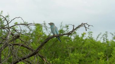 Hluhluwe Ulusal Park Doğa Koruma Alanında Avrupalı Roller Güney Afrika