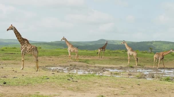南非Hluhluwe国家公园自然保护区的长颈鹿 — 图库视频影像