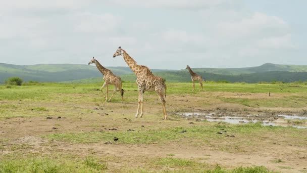 Жирафы Заповеднике Хлухлуве Национальный Парк Юар — стоковое видео