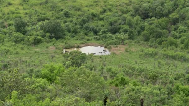 南非Hluhluwe国家公园自然保护区的水坑和水牛 — 图库视频影像