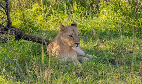 Leone Nella Riserva Naturale Nel Parco Nazionale Hluhluwe Sud Africa — Foto Stock