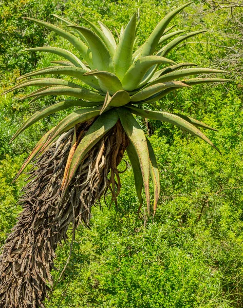 Aloe Africano Paisaje Arbustivo Reserva Natural Parque Nacional Hluhluwe Sudáfrica — Foto de Stock