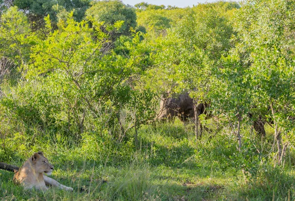 Leeuwin Neushoorn Het Natuurgebied Hluhluwe National Park Zuid Afrika — Stockfoto