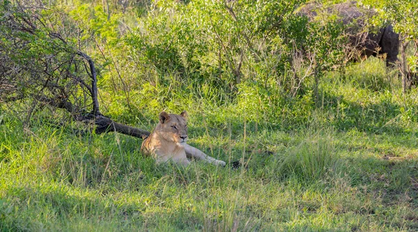 Löwin Und Nashorn Naturschutzgebiet Hluhluwe Nationalpark Südafrika — Stockfoto
