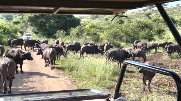 Cape Buffalo Természetvédelmi Terület Hluhluwe Nemzeti Park Dél Afrika — Stock videók
