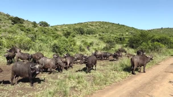 南非Hluhluwe国家公园自然保护区的水牛角 — 图库视频影像