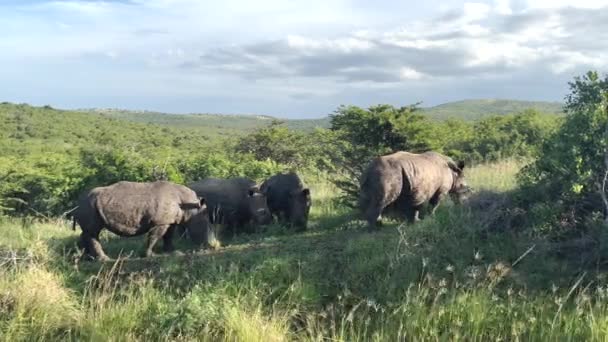 Rhino Národním Parku Hluhluwe Přírodní Rezervace Jižní Afrika — Stock video