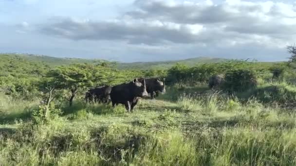 Rhino Hluhluwe National Park Natuurreservaat Zuid Afrika — Stockvideo