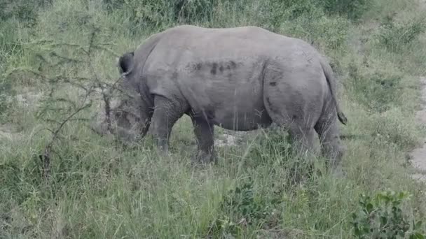 Bebé Rinoceronte Parque Nacional Hluhluwe Reserva Natural Sudáfrica — Vídeo de stock