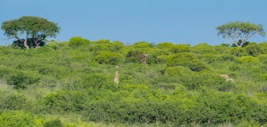 Güney Afrika 'daki Hluhluwe Ulusal Parkı' nda zürafa