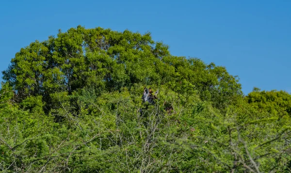 Zsiráf Hluhluwe Nemzeti Parkban Dél Afrika — Stock Fotó