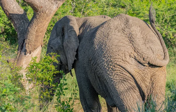 Слон Национальном Парке Глуве Юар — стоковое фото