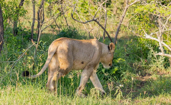 Lioness Hluhluwe National Park South Africa — Foto Stock