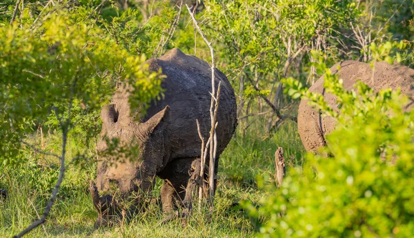 Nashorn Hluhluwe Nationalpark Südafrika — Stockfoto