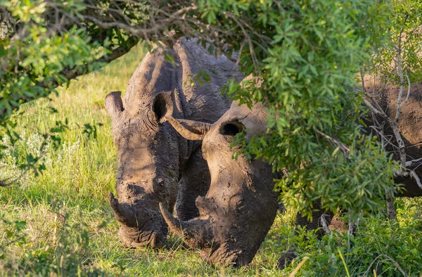 Rhino Hluhluwe National Park South Africa — Fotografia de Stock