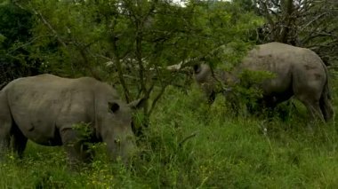 Gergedan anne ve gergedan bebek Hluhluwe Ulusal Park Doğa Koruma Alanında Güney Afrika