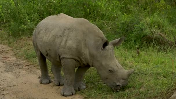 Bebé Rinoceronte Parque Nacional Hluhluwe Reserva Natural Sudáfrica — Vídeo de stock