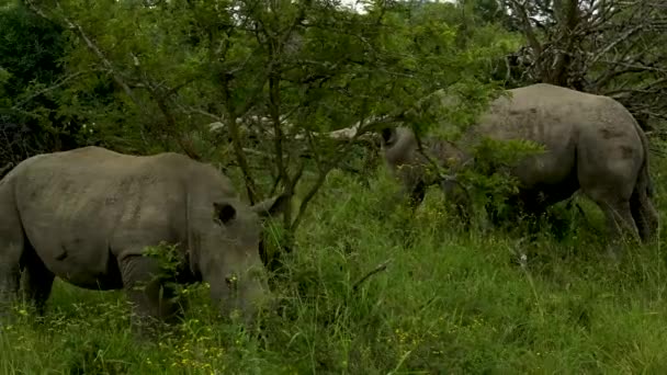 Мать Носорога Ребенок Носорога Национальном Парке Глухлуве Заповедник Южная Африка — стоковое видео