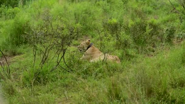 Lioness Dengan Pemancar Gps Sekitar Leher Cagar Alam Taman Nasional — Stok Video