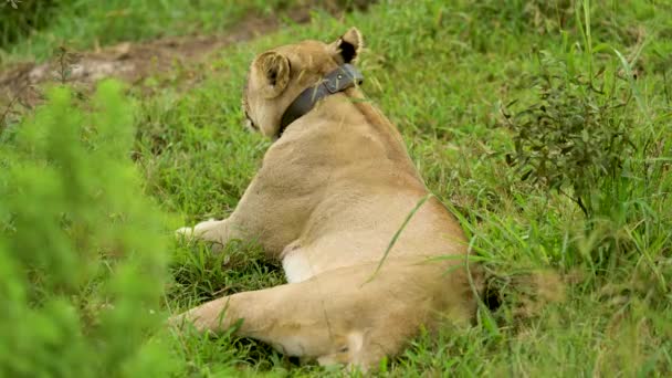 Lioness Dengan Pemancar Gps Sekitar Leher Cagar Alam Taman Nasional — Stok Video