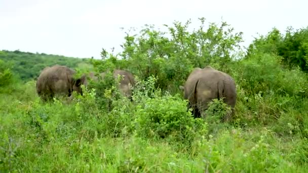 Rhino Hluhluwe National Park South Africa — Vídeo de stock