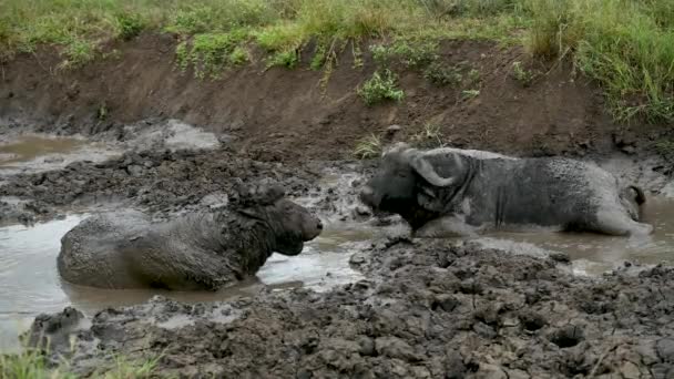 Kapbüffel Einem Schlammloch Hluhluwe National Park Südafrika — Stockvideo