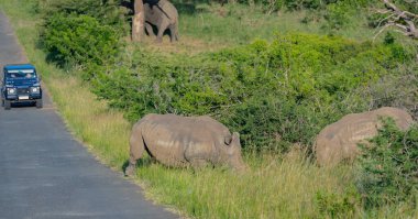 Gergedan Hluhluwe Ulusal Parkı Güney Afrika