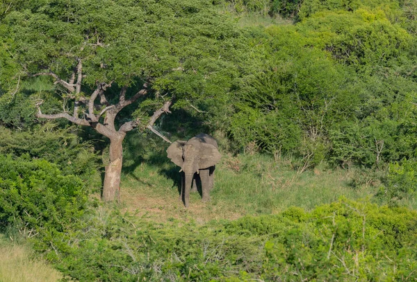 Elefante Parque Nacional Hluhluwe África Sul — Fotografia de Stock