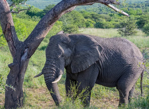 Elefante Parque Nacional Hluhluwe África Sul — Fotografia de Stock