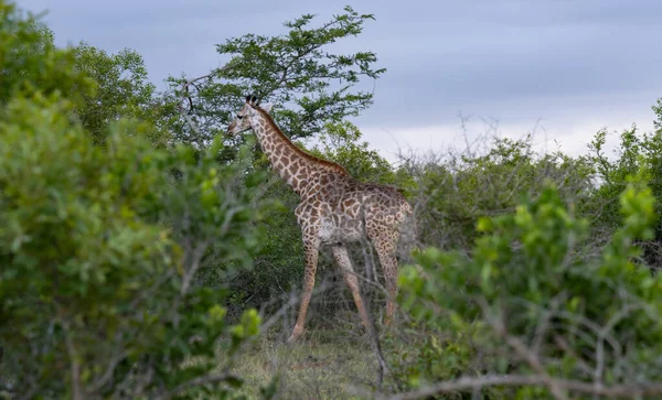 Giraffe Hluhluwe National Park South Africa — ストック写真