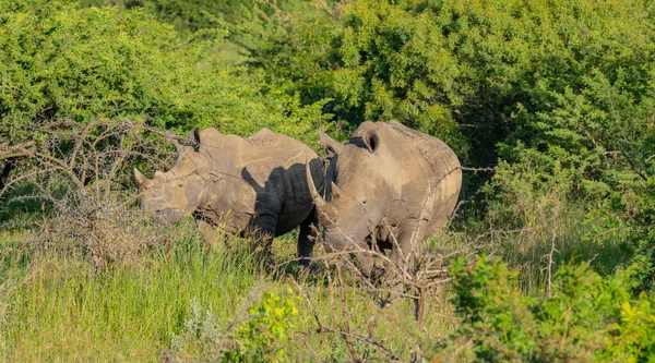 Rhino Hluhluwe National Park South Africa — Foto de Stock