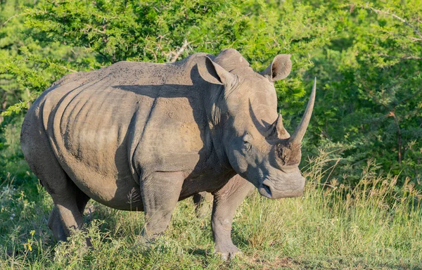 Rhino Hluhluwe National Park África Sul — Fotografia de Stock