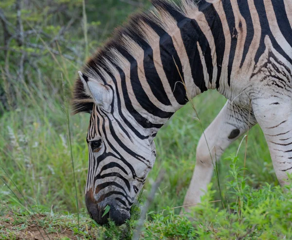 Zebra Národní Park Hluhluwe Přírodní Rezervace Jižní Afrika — Stock fotografie