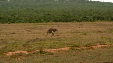 Ostrich in the nature reserve Addo Elephant National Park South Africa