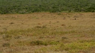 Güney Afrika 'daki Addo Fil Parkı' nda sarı firavun faresi ya da firavun faresi