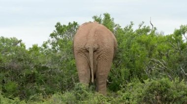 Elephant in the Addo Elephant Park South Africa