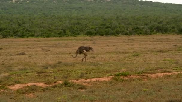 Avestruz Reserva Natural Parque Nacional Addo Elephant África Sul — Vídeo de Stock