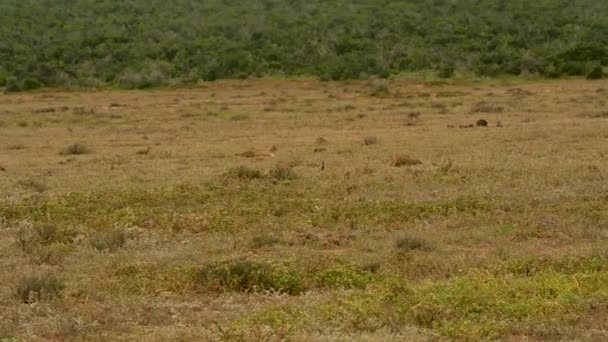 Żółta Mangusta Lub Mangusta Addo Elephant Park Rpa — Wideo stockowe