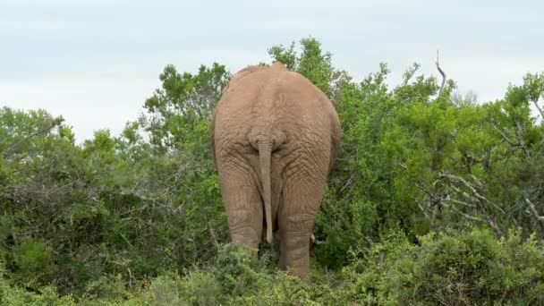 Elephant Addo Elephant Park South Africa — ストック動画