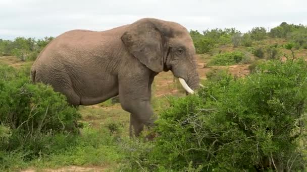 Elephant Addo Elephant Park South Africa — Stockvideo