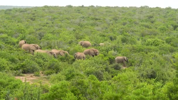 Herd Elephants Nature Reserve Addo Elephant National Park South Africa — Stockvideo