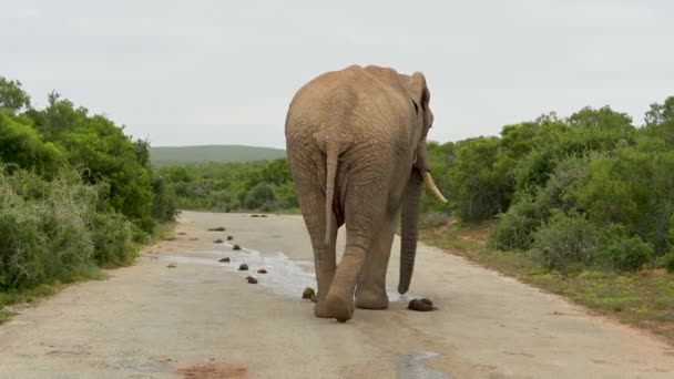 Elephant Addo Elephant Park South Africa — Stock video
