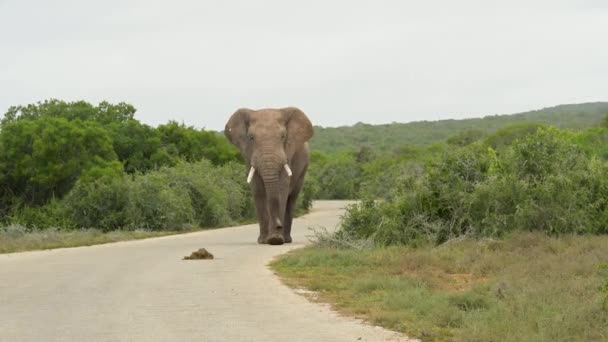 Elephant Addo Elephant Park South Africa — Stockvideo