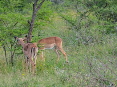 Doğadaki Impalas Hluhluwe Ulusal Parkı Güney Afrika