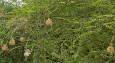 Dokumacı kuş yuvası Hluhluwe Ulusal Park Doğa Koruma Alanı Güney Afrika